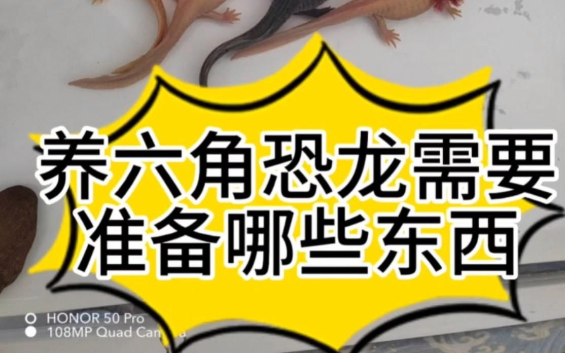 六角龍魚需要哪些設備，六角恐龍怎么養需要準備哪些東西