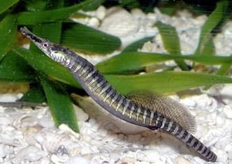 海龍魚的營養價值有哪些？，三甲醫院營養科專家建議海龍魚的營養成分與健康功效