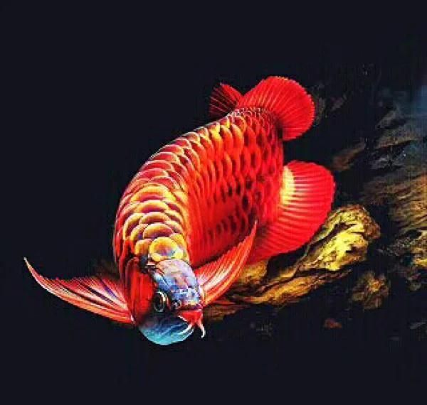 龍魚立鱗后如何治療，魚立鱗后的治療需要綜合考慮水質、環境以及龍魚的個體狀況