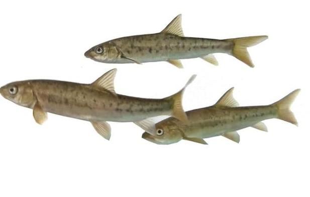 如何判斷拉薩裂腹魚是否活殺，關于拉薩裂腹魚的鑒別