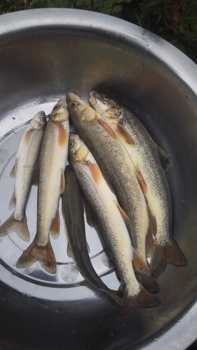 如何判斷拉薩裂腹魚是否活殺，關于拉薩裂腹魚的鑒別