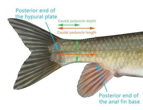 龍魚后三鰭如何變大，如何讓龍魚的后三鰭變大
