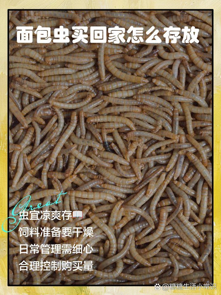 如何養殖和保存面包蟲，養殖和保存面包蟲的基本指南：養殖和保存面包蟲的基本指南