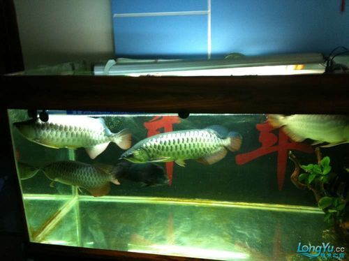 和興龍魚的售后服務(wù)如何？，關(guān)于和興龍魚的售后服務(wù)問題