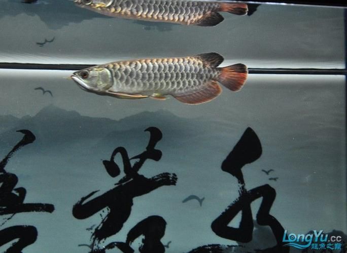 和興龍魚的售后服務(wù)如何？，關(guān)于和興龍魚的售后服務(wù)問題