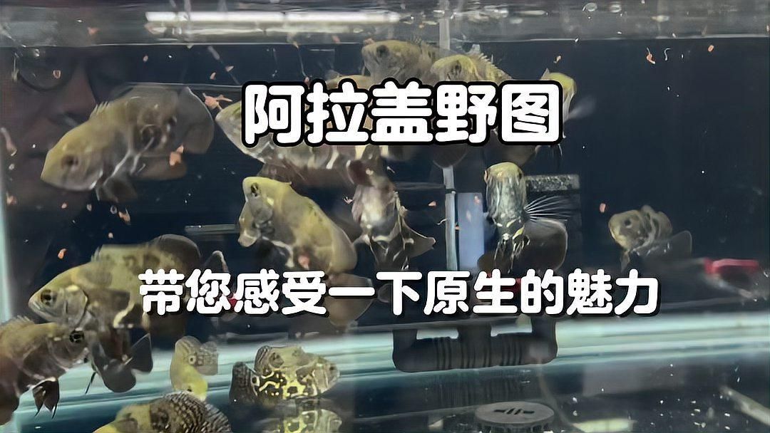 還有哪些地圖魚品種，astronotusocellatus地圖魚