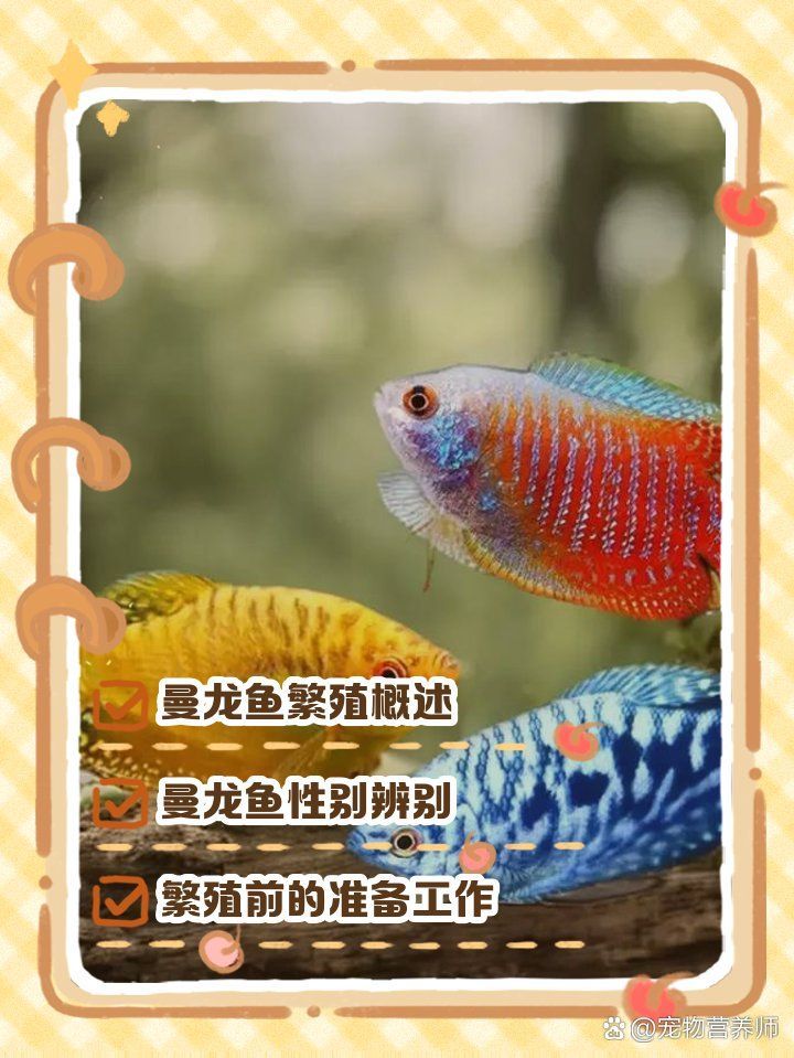 黃曼龍魚的繁殖過程是怎樣的？，寵物營養師，曼龍魚繁殖指南
