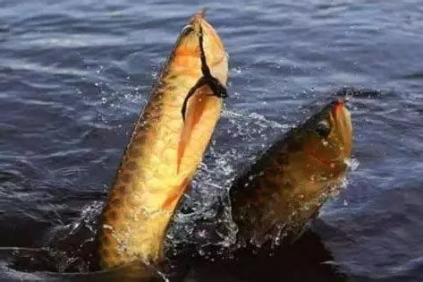 如何判斷龍魚是否受到驚嚇？，如何判斷龍魚是否受到驚嚇 如何判斷龍魚是否受到驚嚇？，如何判斷龍魚是否受到驚嚇 龍魚百科 第2張