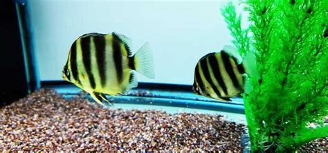 非洲金鼓魚，非洲金鼓魚是一種極具觀賞價值的海水觀賞魚