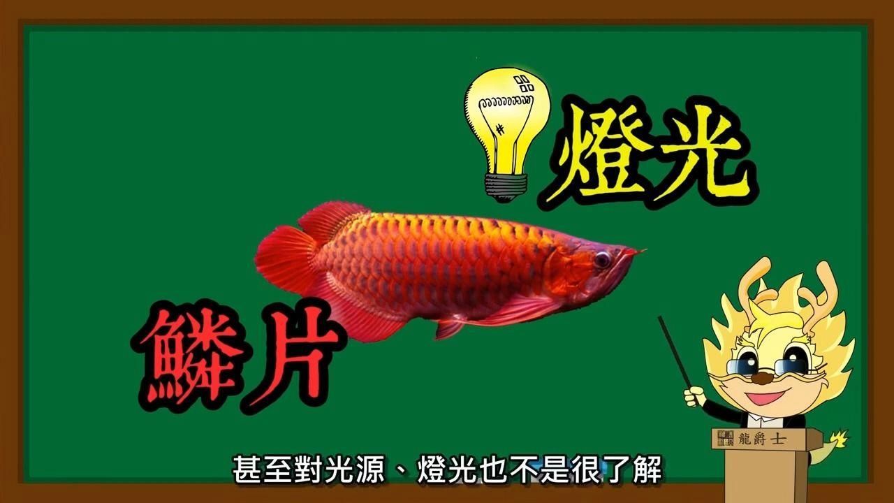 如何判斷龍魚是否需要更強烈的燈光？，燈光對龍魚不僅是照明，更是影響其發色、狀態和健康的“隱形推手”