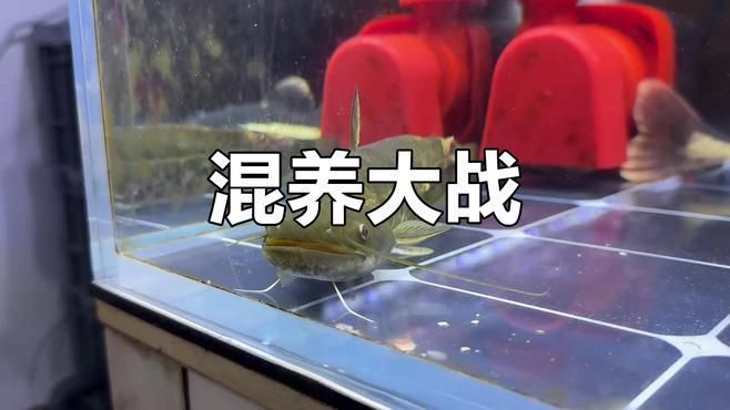 招財貓魚混養注意事項，招財貓混養的注意事項 招財貓魚混養注意事項，招財貓混養的注意事項 龍魚百科 第2張