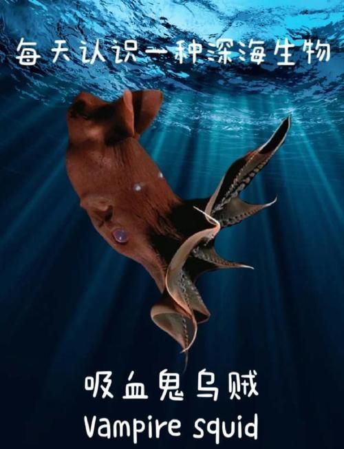 海洋十大不明生物，海洋十大不明生物的概念