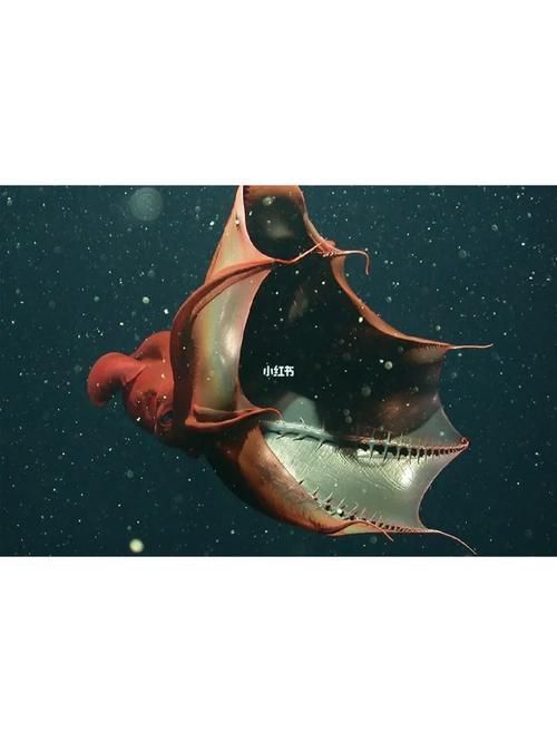 海洋十大不明生物，海洋十大不明生物的概念