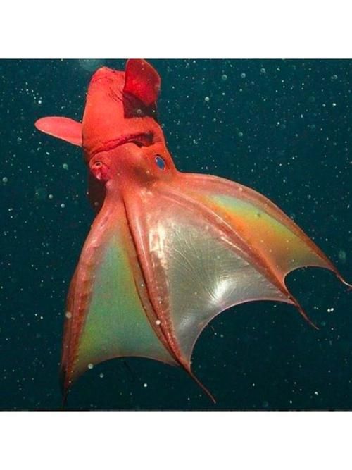 海洋十大不明生物，海洋十大不明生物的概念