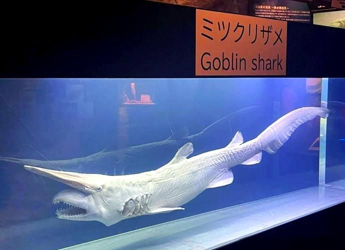 海洋十大不明生物，海洋十大不明生物的概念