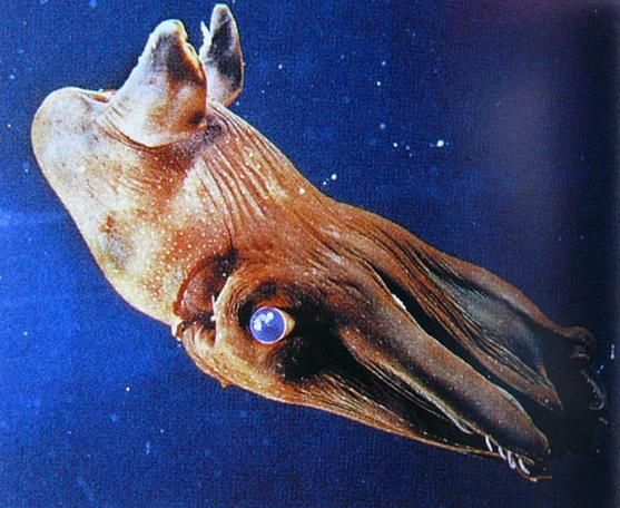 海洋十大不明生物，海洋十大不明生物的概念