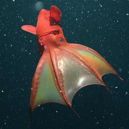 海洋十大不明生物，海洋十大不明生物的概念
