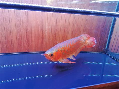 紅眼黃化幽靈火箭魚皇家火箭魚，紅眼黃化幽靈火箭魚