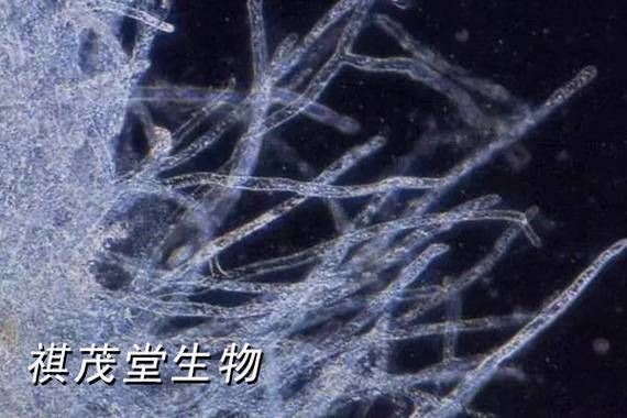 如何預防魚體細菌和真菌感染，arxiv論文助手（arxiv論文助手；水產養殖與觀賞魚飼養中的主要威脅