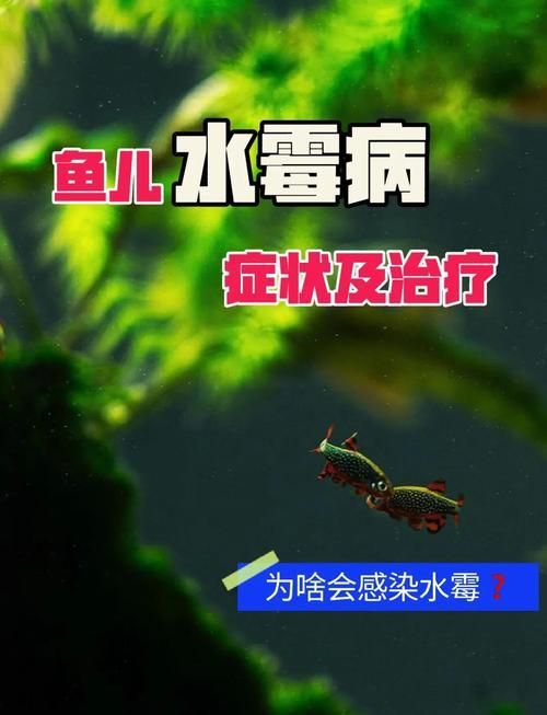 如何預防魚體細菌和真菌感染，arxiv論文助手（arxiv論文助手；水產養殖與觀賞魚飼養中的主要威脅