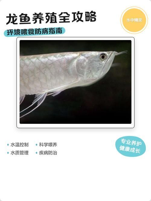 如何預防龍魚被咬傷，arxiv論文助手arxiv論文助手arxiv論文助手