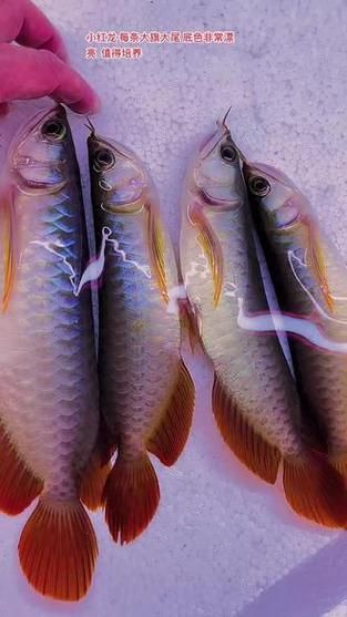 祥龍魚場有哪些特色產(chǎn)品？，祥龍魚場明星品種對照表，幫你區(qū)分不同龍魚的特征和適養(yǎng)人群 祥龍魚場有哪些特色產(chǎn)品？，祥龍魚場明星品種對照表，幫你區(qū)分不同龍魚的特征和適養(yǎng)人群 龍魚百科 第3張