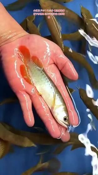 祥龍魚場有哪些特色產(chǎn)品？，祥龍魚場明星品種對照表，幫你區(qū)分不同龍魚的特征和適養(yǎng)人群 祥龍魚場有哪些特色產(chǎn)品？，祥龍魚場明星品種對照表，幫你區(qū)分不同龍魚的特征和適養(yǎng)人群 龍魚百科 第4張