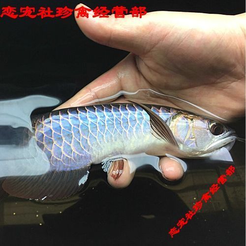 金龍魚多少錢一條，金龍魚價格多少錢一條