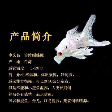 蝴蝶鯉百科，水中活寶石——蝴蝶鯉