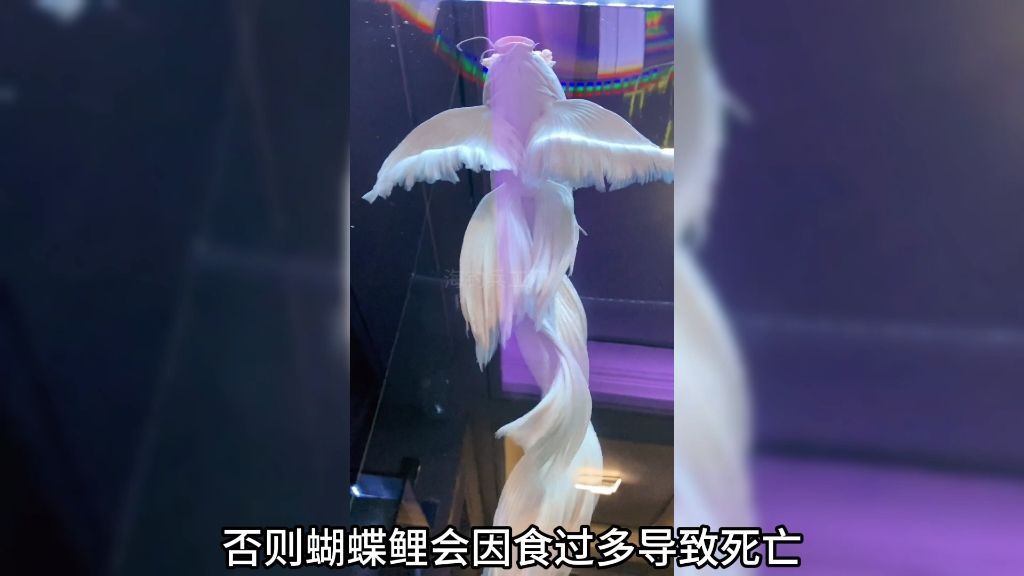 蝴蝶鯉百科，水中活寶石——蝴蝶鯉