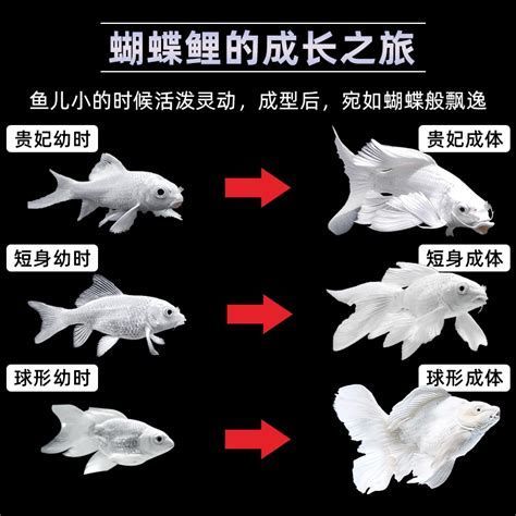 蝴蝶鯉百科，水中活寶石——蝴蝶鯉