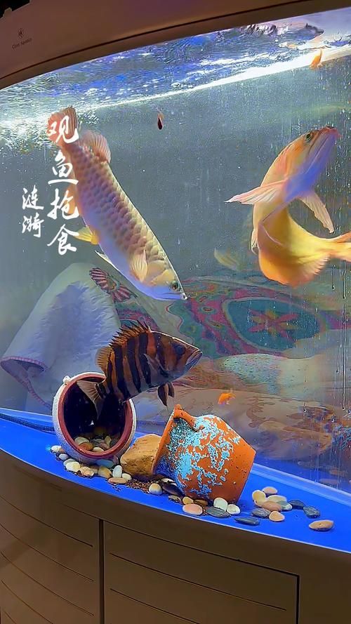 如何判斷龍魚是否適應牛心喂食？