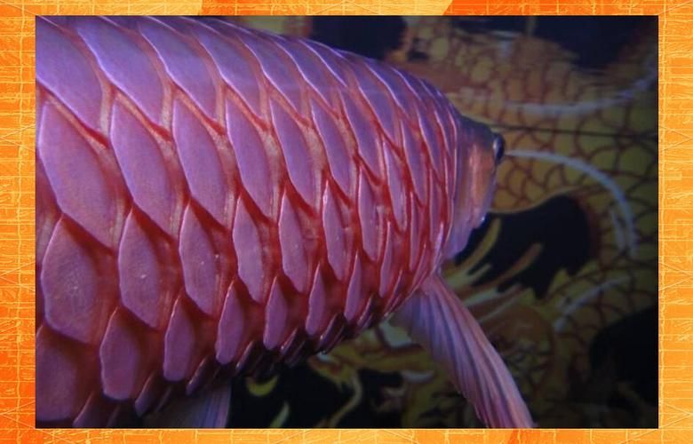 金龍魚立鱗了最怕三個東西，金龍魚立起來的原因及應對措施
