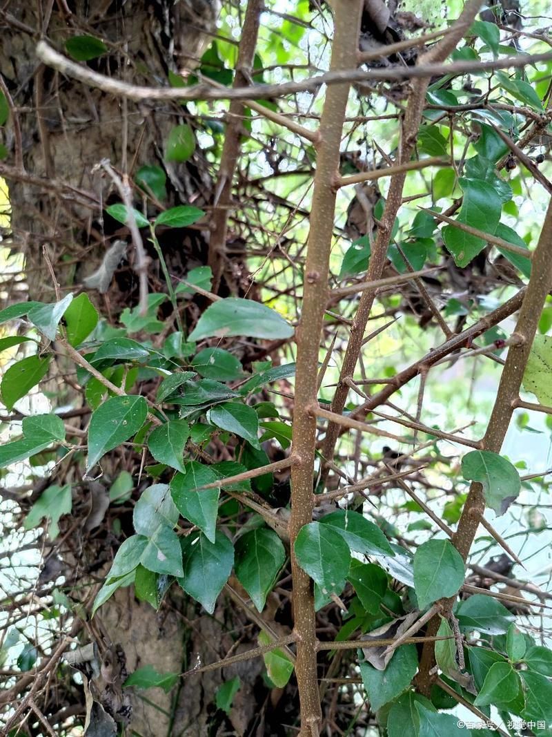 海南有哪些過山龍魚保護項目，海南有哪些過山龍魚保護項目？