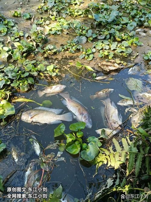 魚浮頭現(xiàn)象的解決方法，arxiv論文助手arxiv論文助手arxiv論文助手