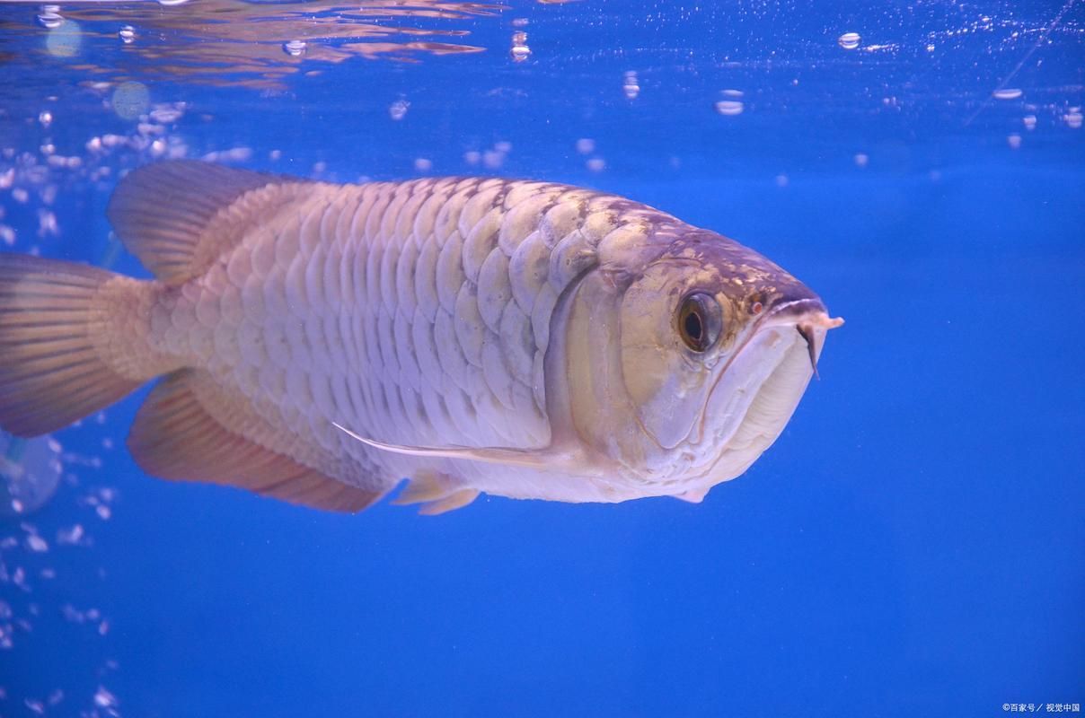 能提供更多判斷五河龍魚新鮮度的圖片嗎，五河龍魚新鮮度判斷