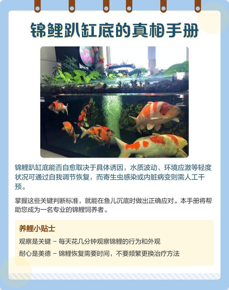魚趴缸多久會恢復，「魚趴缸多久會恢復，魚趴缸多久會恢復正常狀態