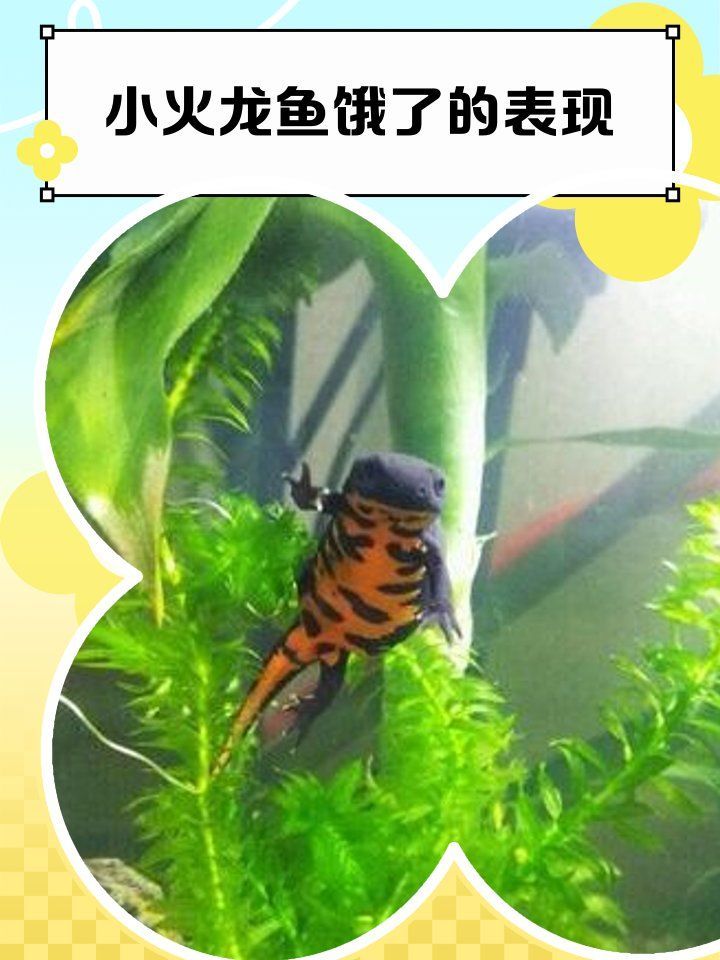有哪些跡象表明龍魚沒有吃飽，如何判斷龍魚是否吃飽