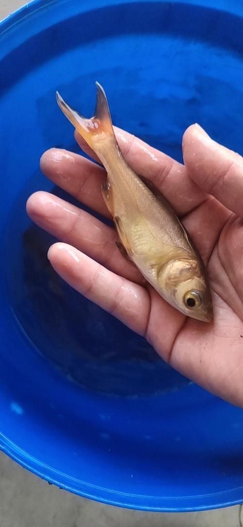 如何區分永春龍魚和永春金鰱魚？，如何區分永春龍魚與永春金鰱魚