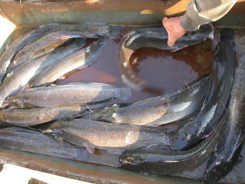 如何區分永春龍魚和永春金鰱魚？，如何區分永春龍魚與永春金鰱魚