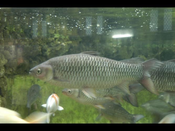 如何區分永春龍魚和永春金鰱魚？，如何區分永春龍魚與永春金鰱魚