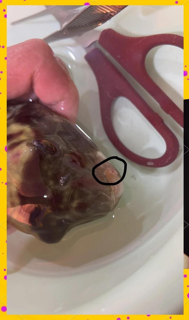 哪種藥物對(duì)魚外傷最有效，養(yǎng)魚人應(yīng)對(duì)魚外傷最有效的藥物是黃粉和復(fù)方新諾明藥物