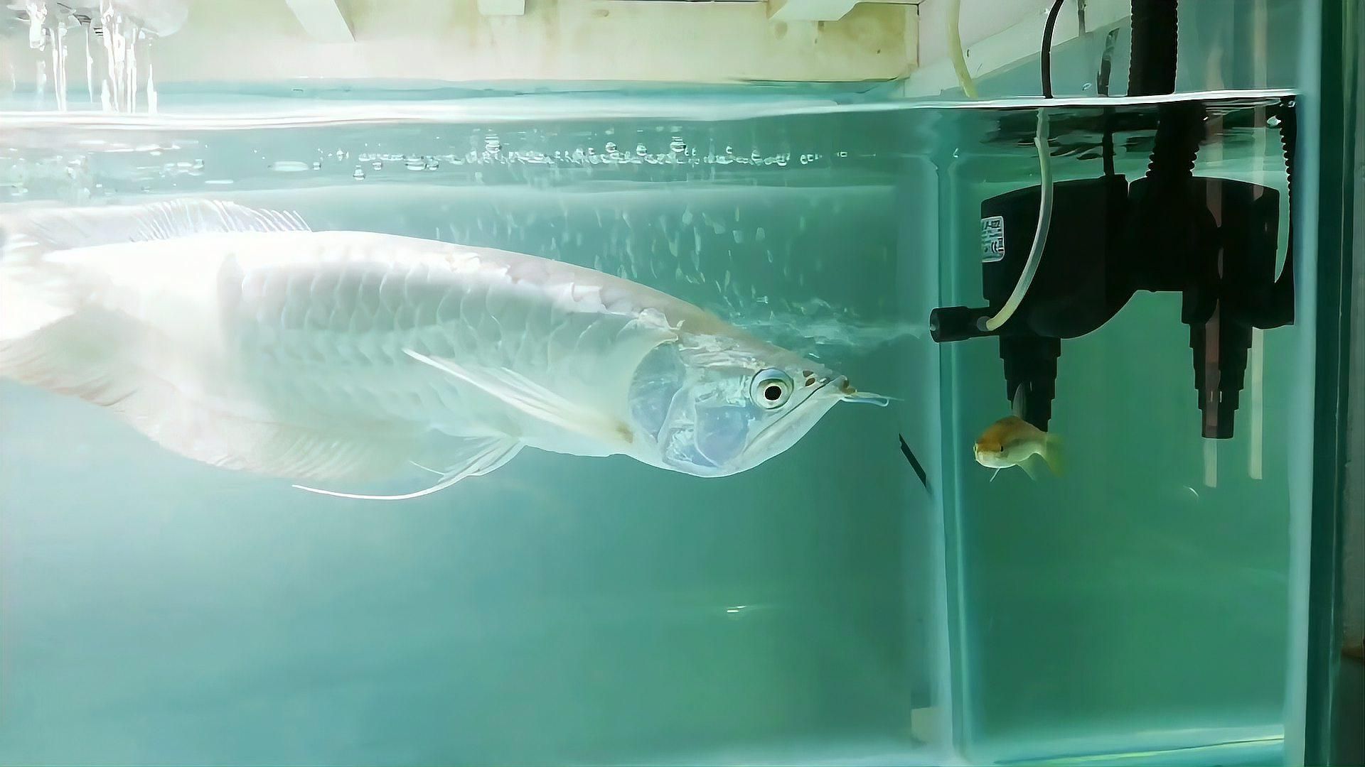 銀龍魚對(duì)水溫變化有何反應(yīng)，銀龍魚水溫多少合適？ 銀龍魚對(duì)水溫變化有何反應(yīng)，銀龍魚水溫多少合適？ 龍魚百科 第2張
