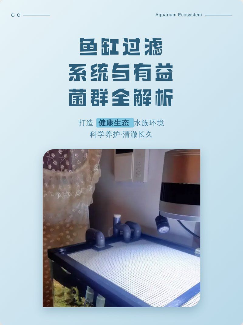 如何預(yù)防龍魚感染真菌病，養(yǎng)龍魚必看，水質(zhì)管理全攻略 如何預(yù)防龍魚感染真菌病，養(yǎng)龍魚必看，水質(zhì)管理全攻略 龍魚百科 第1張
