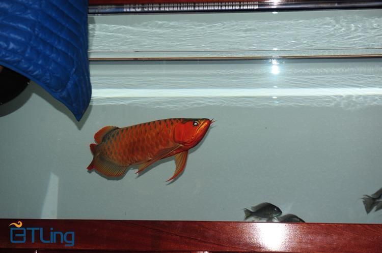 紅龍魚BTL是雜牌還是品牌