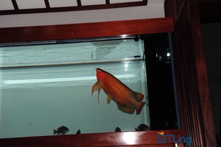 紅龍魚BTL是雜牌還是品牌