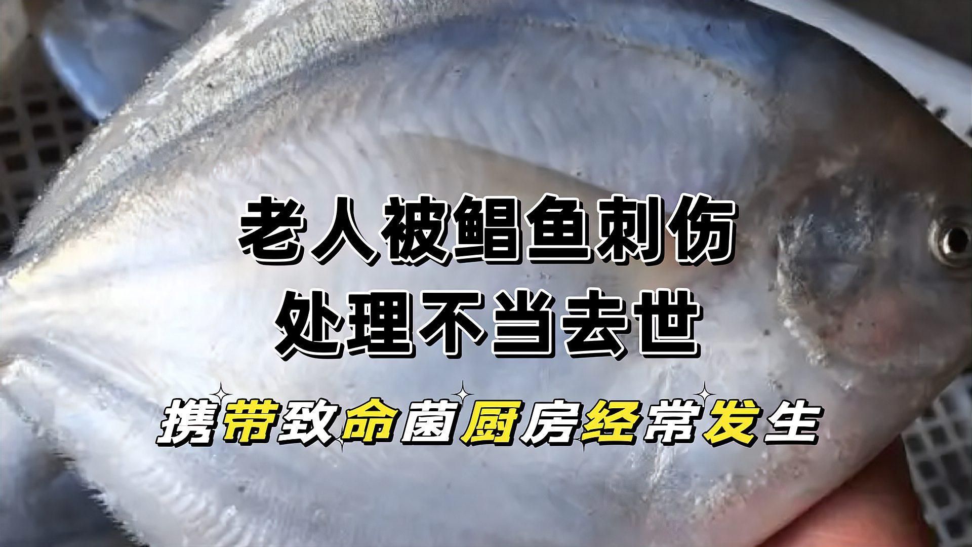 哪種海魚扎傷最容易感染，深圳多人被海魚扎傷后感染風(fēng)險(xiǎn)最高 哪種海魚扎傷最容易感染，深圳多人被海魚扎傷后感染風(fēng)險(xiǎn)最高 龍魚百科 第1張
