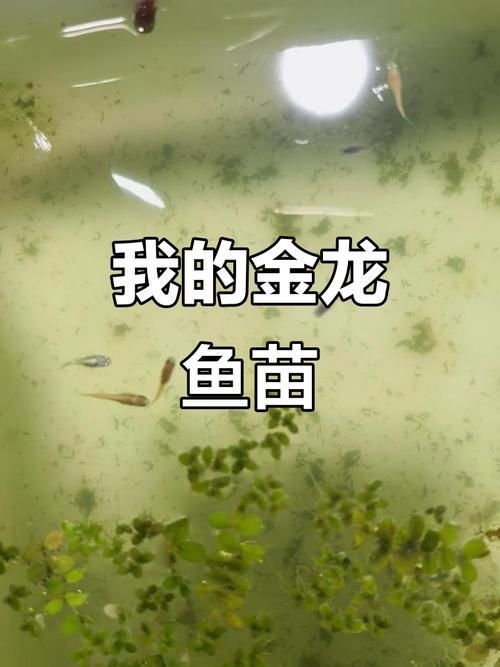 2-3cm龍魚苗圖片，龍魚苗的養(yǎng)殖與護(hù)理技巧和護(hù)理技巧和護(hù)理技巧