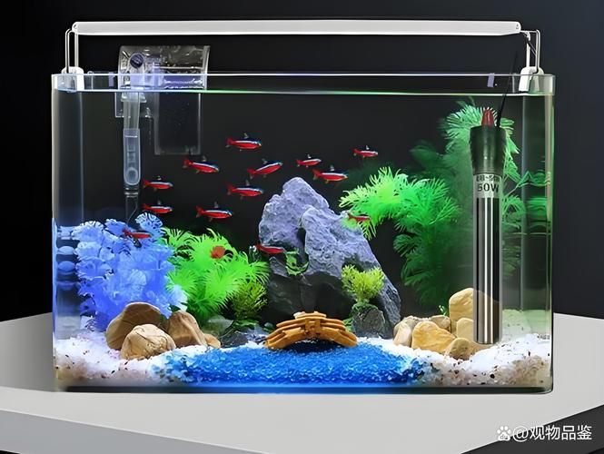 如何選擇適合的龍魚缸和配件，西安熱帶觀賞魚缸選擇 如何選擇適合的龍魚缸和配件，西安熱帶觀賞魚缸選擇 龍魚百科 第8張