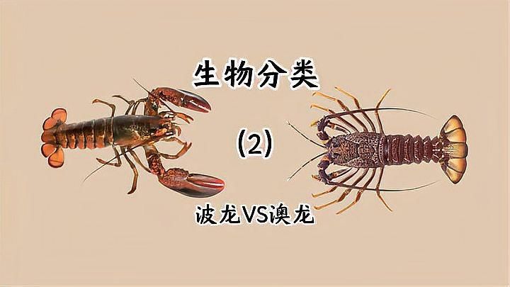 如何區分紅龍和澳龍，真假龍蝦，紅龍和澳龍哪個更受歡迎，如何區分紅龍和澳龍的口感